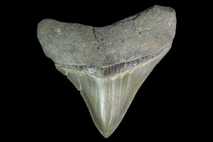 Serrated, Juvenile Megalodon Tooth - Georgia #142344